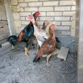 Baysow horaz ,towuklar