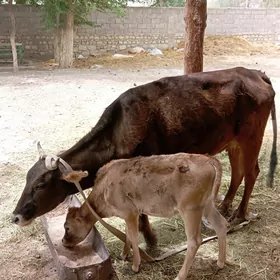 GÖLELI. SYGYR . TÜWE