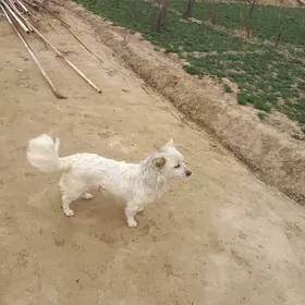 Gujik zwanok