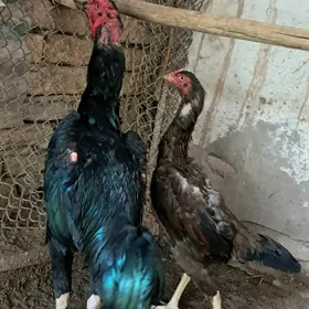ХОРАЗ