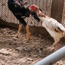 paroda urşýan horaz