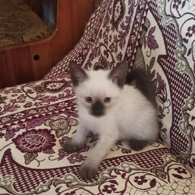 сиамский кот