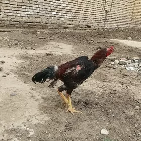 horaz