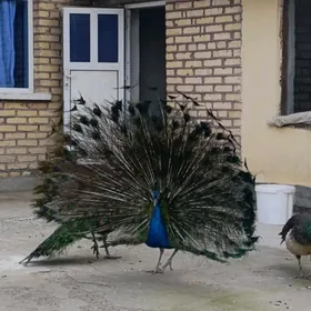 палин