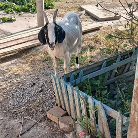 Geçi