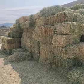 gamyşly saman