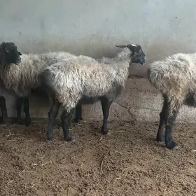Bakylan goÿunlar semiz