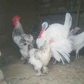 towuk horaz