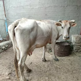 Goleli Sygyr