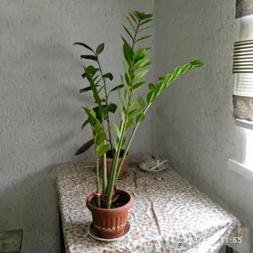 продам цветы