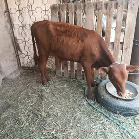 göle