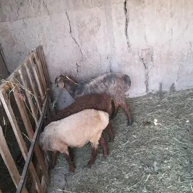 goç