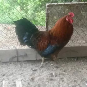 Ýaş Horaz