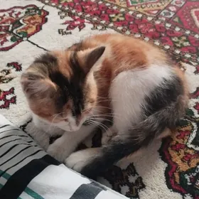котенок pisik