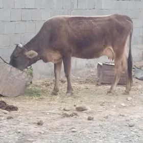 GOLELİ SYGYR
