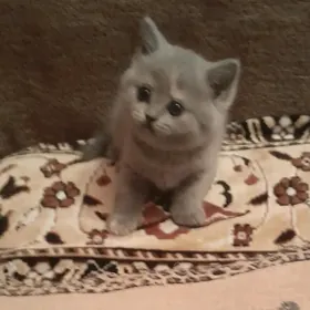 шотл прямоушка девочка