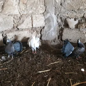 pawlin kepderi