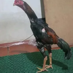 horaz