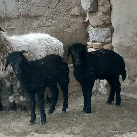 Yaŝajyk Gara Koli