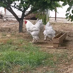 Brama koko lawanda