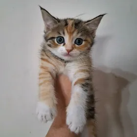 котики