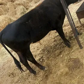 Öküz