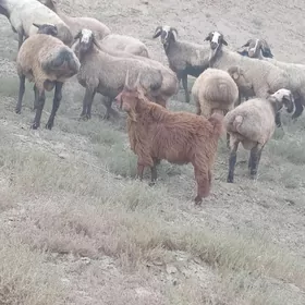 çewis teke