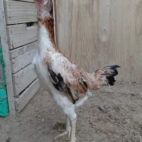 Taşkent mäki