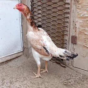 Taşkent mäki