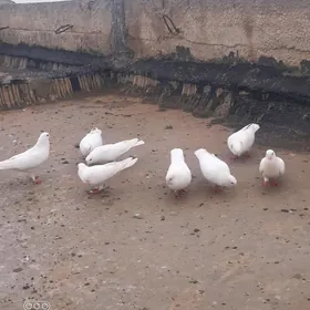 kepderi