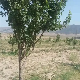 satlyk 4 gekdar ýer purnuwar