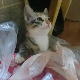 КОТЕНОК В ДОБРЫЕ РУКИ