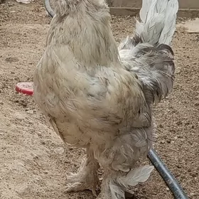 horaz