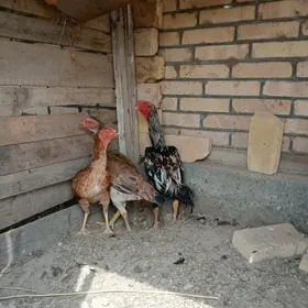 horaz , towuklar