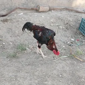 horaz
