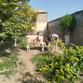 okuz galisdeyin 2sany