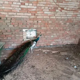тавус гуш