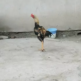 horaz