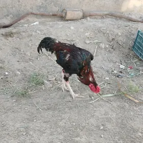 horaz