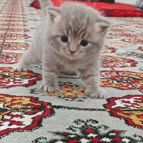Pişik_Кошка