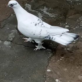 kepderi