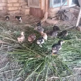 brama juyje 1aylyk
