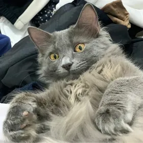 ‍Кот