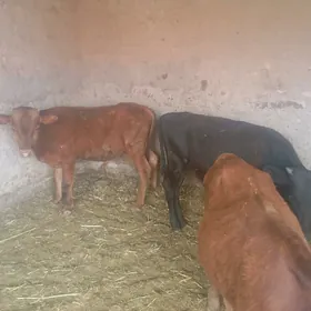 okuzçeler