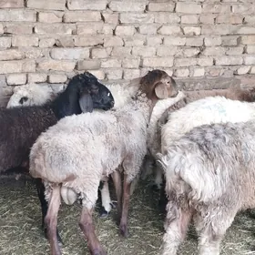 gockarlar