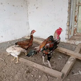 хораз и товуклар