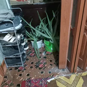 Алое вера