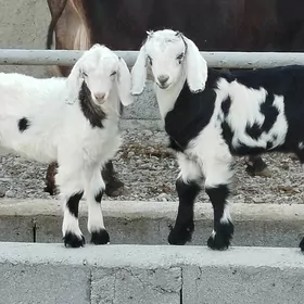Ekiz Owlaklar