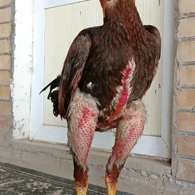 BABAÝ HORAZZ