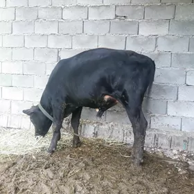 Öküz